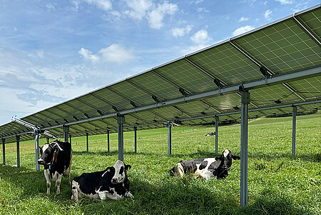 Agri-Photovoltaik Anlage auf einer Weide