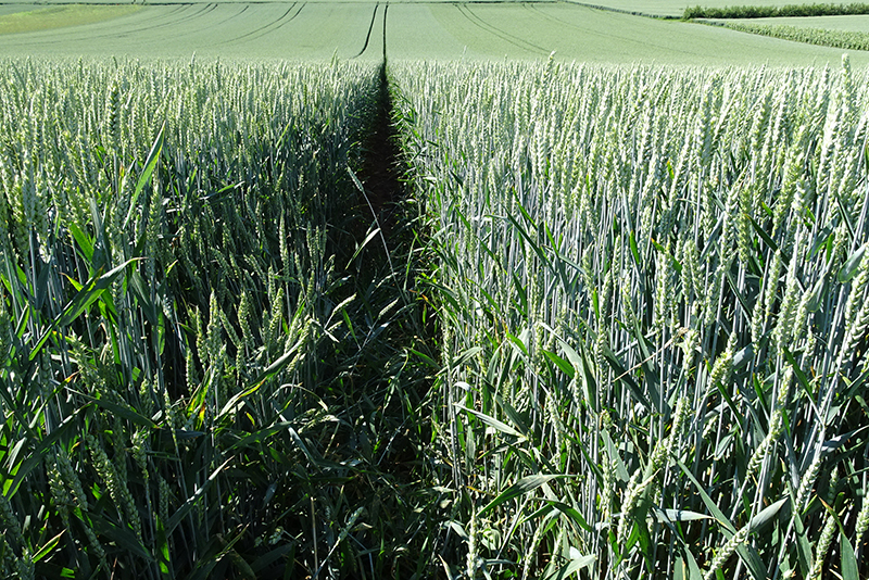 Landwirtschaftliches Feld