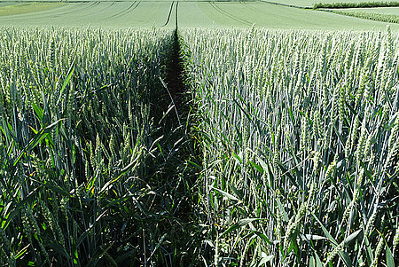 Landwirtschaftliches Feld