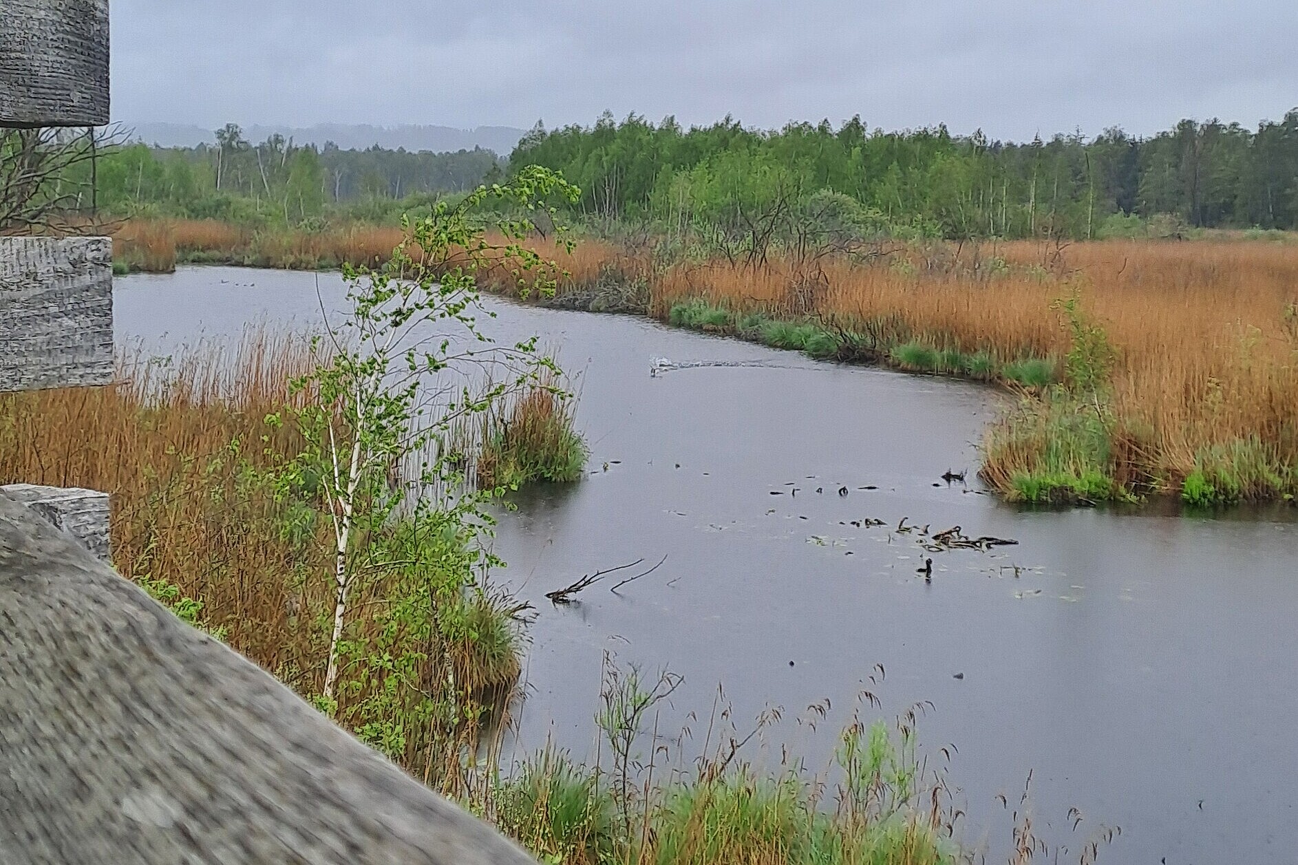 Moorlandschaft