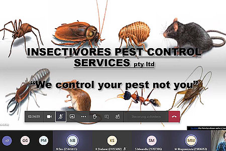 Screenshot Präsentation "Insectivores Pest Control Services - we control your pest not you"